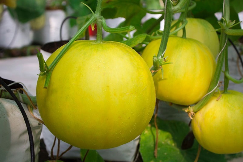 Hiệu quả mô hình trồng dưa lưới ứng dụng công nghệ cao