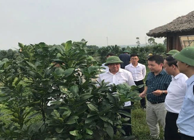 Tư vấn xây dựng mô hình trồng cây ăn quả vùng đổi ứng dụng công nghệ 4.0-3