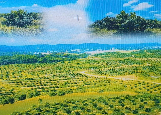 Tư vấn xây dựng mô hình trồng cây ăn quả vùng đổi ứng dụng công nghệ 4.0-4